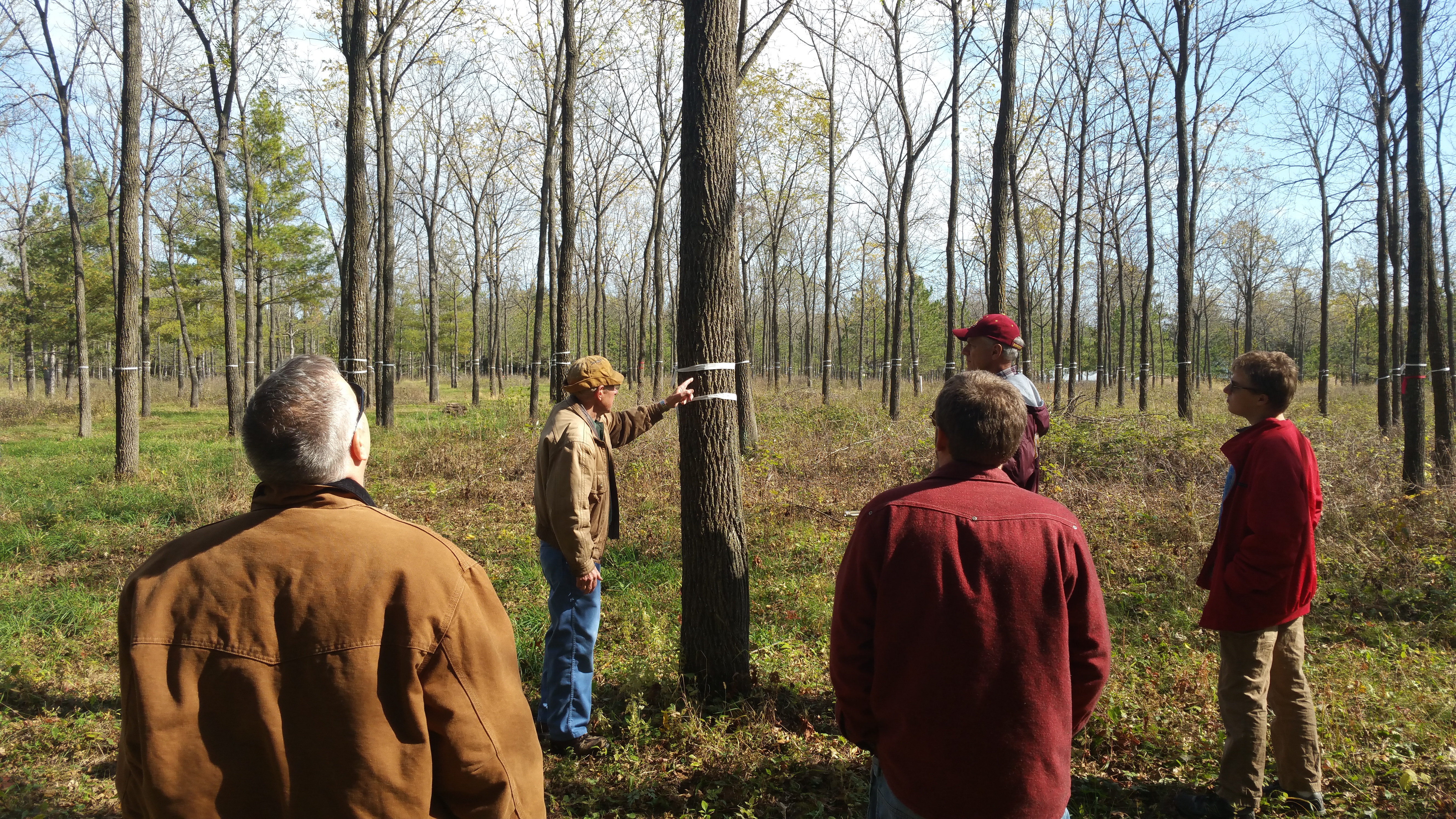 Woodland owner Dan Martin showcases his 35-year old black walnuts to a group of Master Woodland Owners near Fountain, MN.